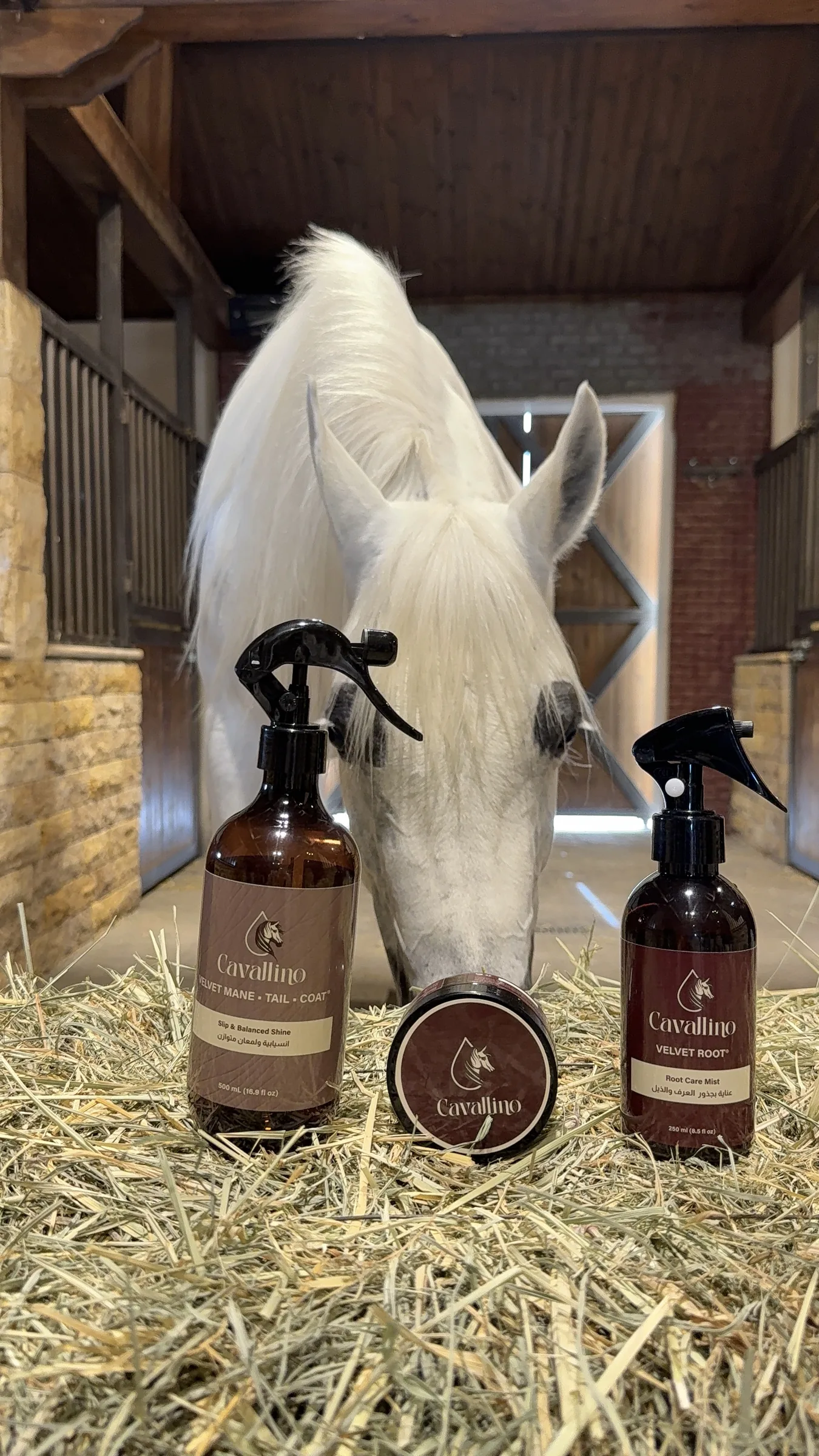 Cavallino · stable